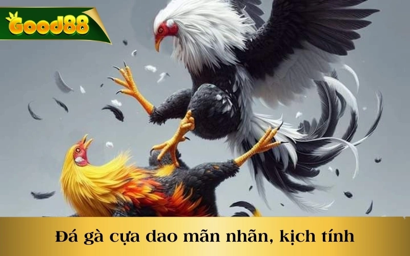 Đá gà cựa dao mãn nhãn, kịch tính