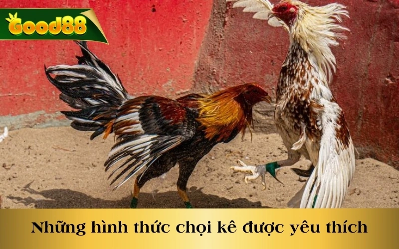 Những hình thức chọi kê được yêu thích tại sảnh WS168