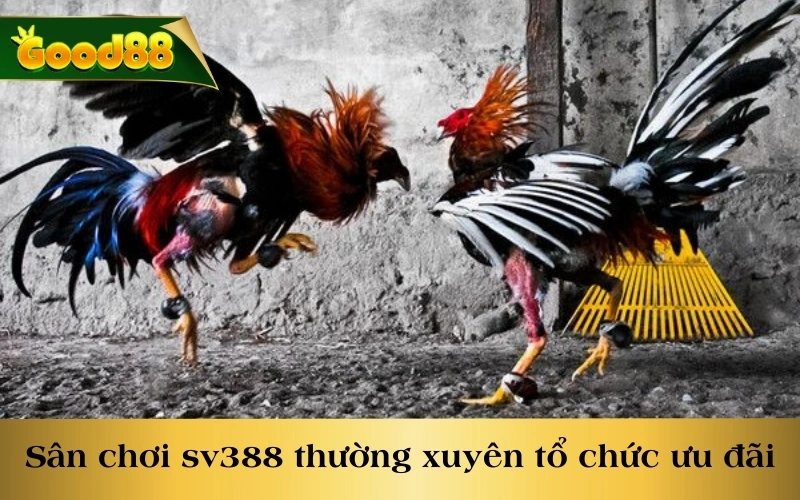 Sân chơi SV388 thường xuyên tổ chức ưu đãi