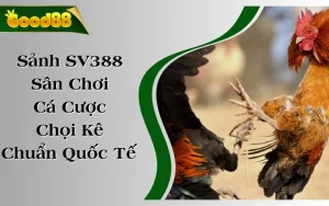 Sảnh SV388 - Sân Chơi Cá Cược Chọi Kê Chuẩn Quốc Tế 